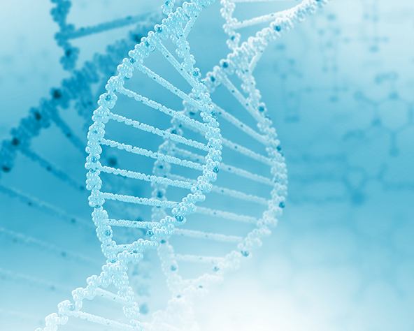 CG DNA strands